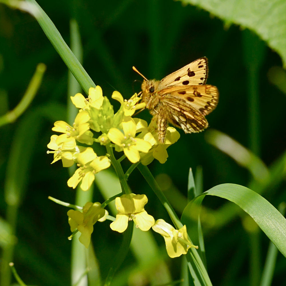 蝶標本 まる出品 カラフトタカネキマダラセセリとジョウザンシジミ 蝶