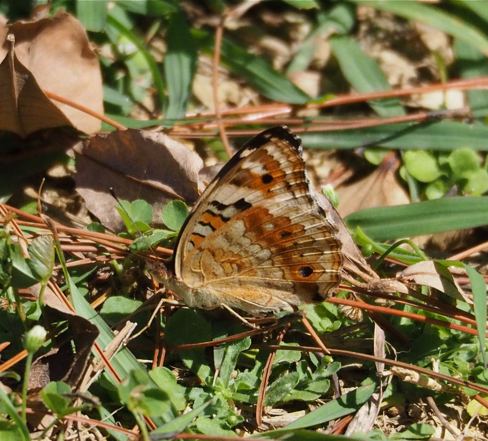 沖縄で蝶(1) 那覇の公園で アオタテハモドキとタテハモドキ 今日の一枚 しばたのブログ