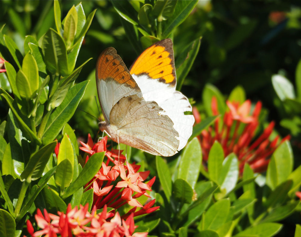 沖縄で蝶 3 那覇の公園で いろいろ出逢いました 今日の一枚 しばたのブログ