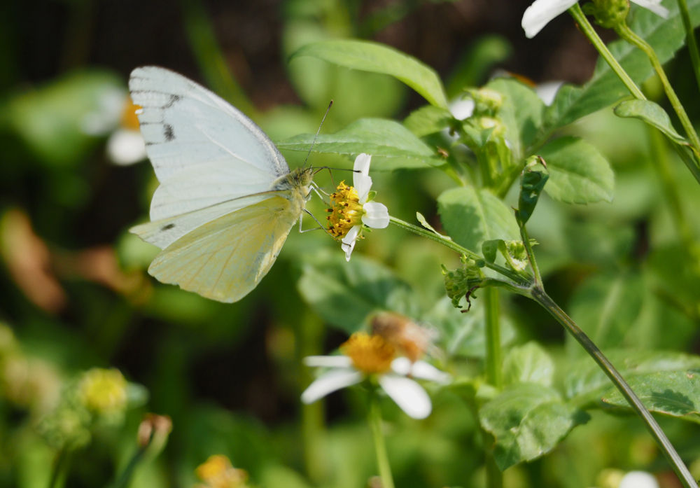 沖縄で蝶(8) ナミエシロチョウ他いろいろ : 今日の一枚 しばたのブログ