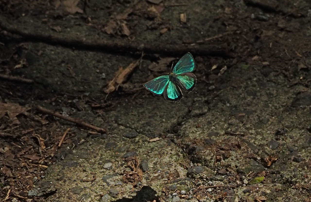 山梨で蝶 4 アイノミドリシジミ 今日の一枚 しばたのブログ
