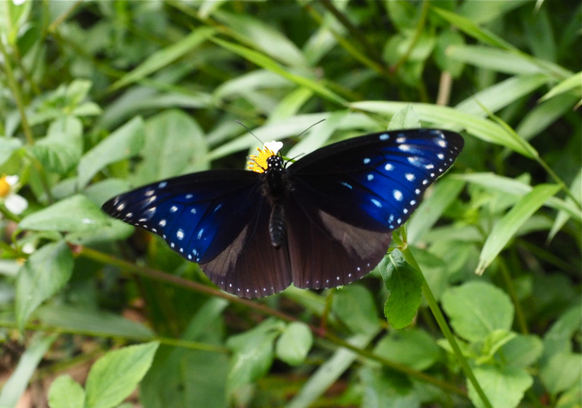 沖縄 八重山の旅 蝶編 1 ツマムラサキマダラ 今日の一枚 しばたのブログ