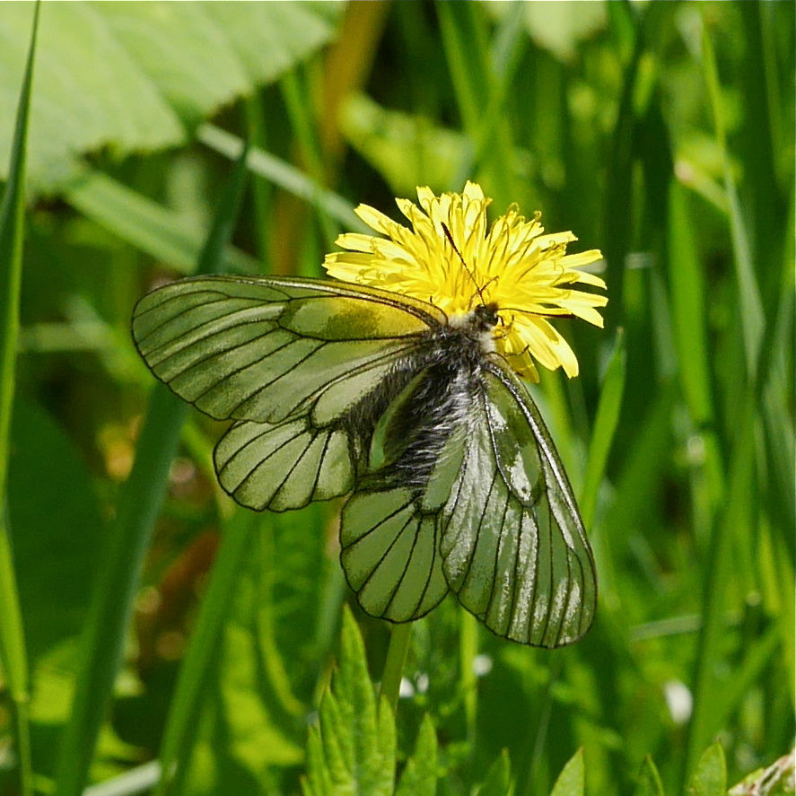 北海道で蝶(6) ヒメウスバシロチョウ : 今日の一枚 しばたのブログ