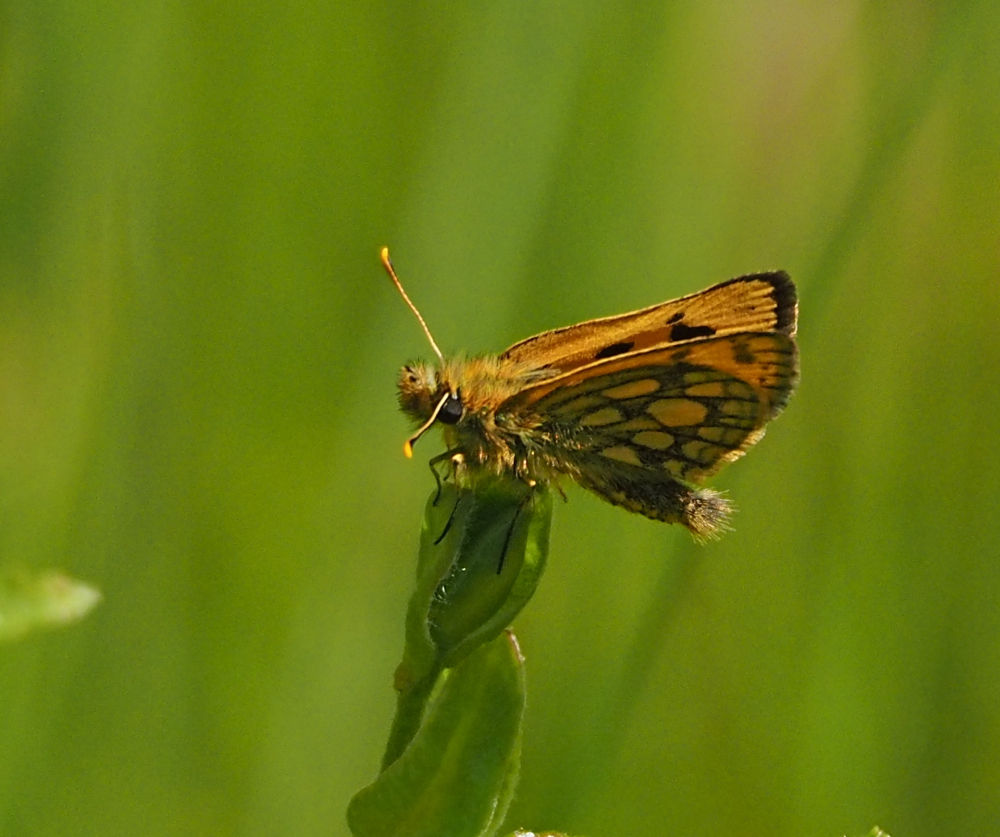 北海道で蝶(5) カラフトタカネキマダラセセリ : 今日の一枚 しばたのブログ
