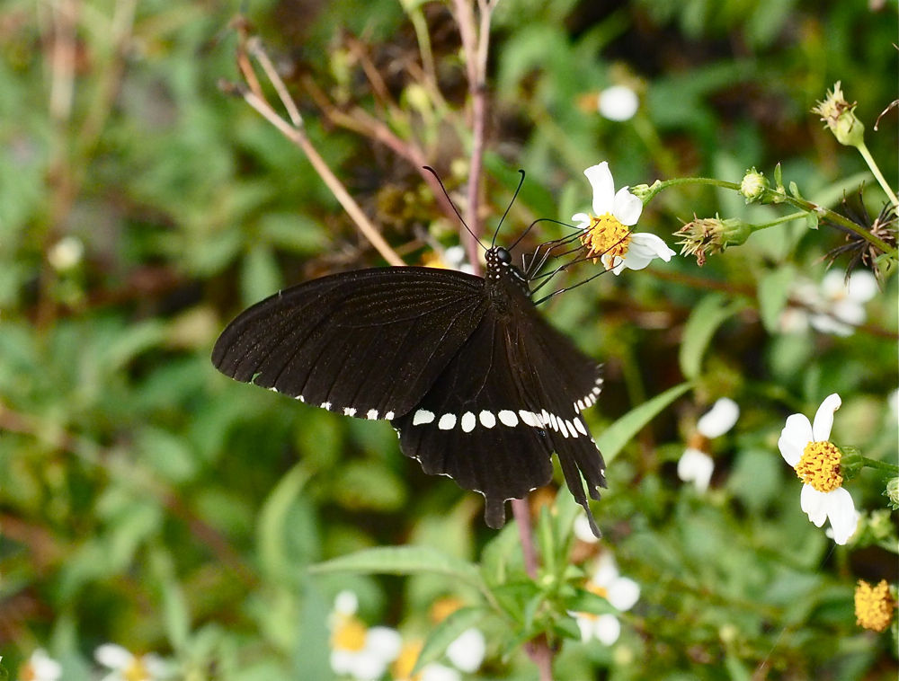 蝶 沖縄・八重山の旅 蝶篇(5) : 今日の一枚 しばたのブログ