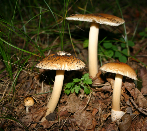 きのこ 今日の一枚 しばたのブログ