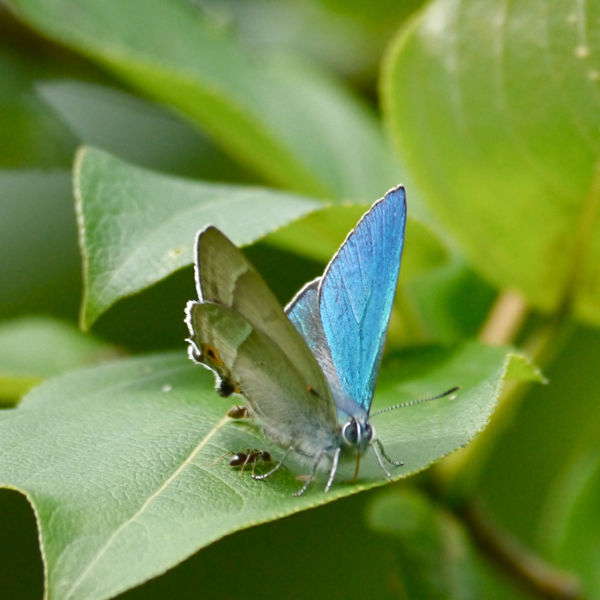 ジョウザンミドリシジミ (ゼフィルス06) : 今日の一枚 しばたのブログ