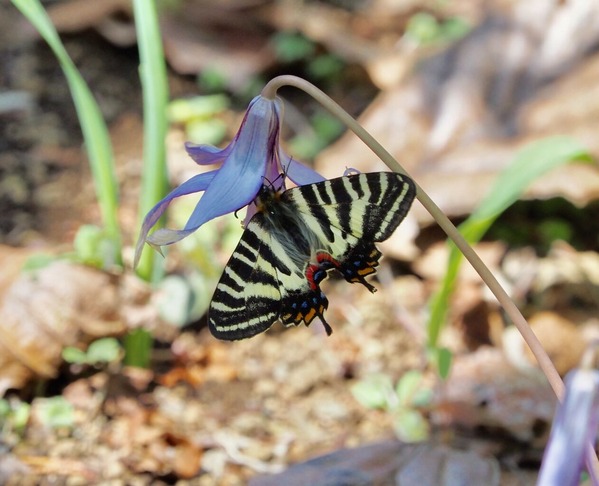春の女神に逢いに行く 今日の一枚 しばたのブログ