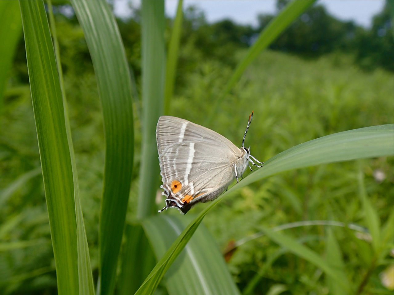 ハヤシミドリシジミ (ゼフィルス07) : 今日の一枚 しばたのブログ