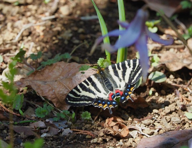 春の女神に逢いに行く 今日の一枚 しばたのブログ