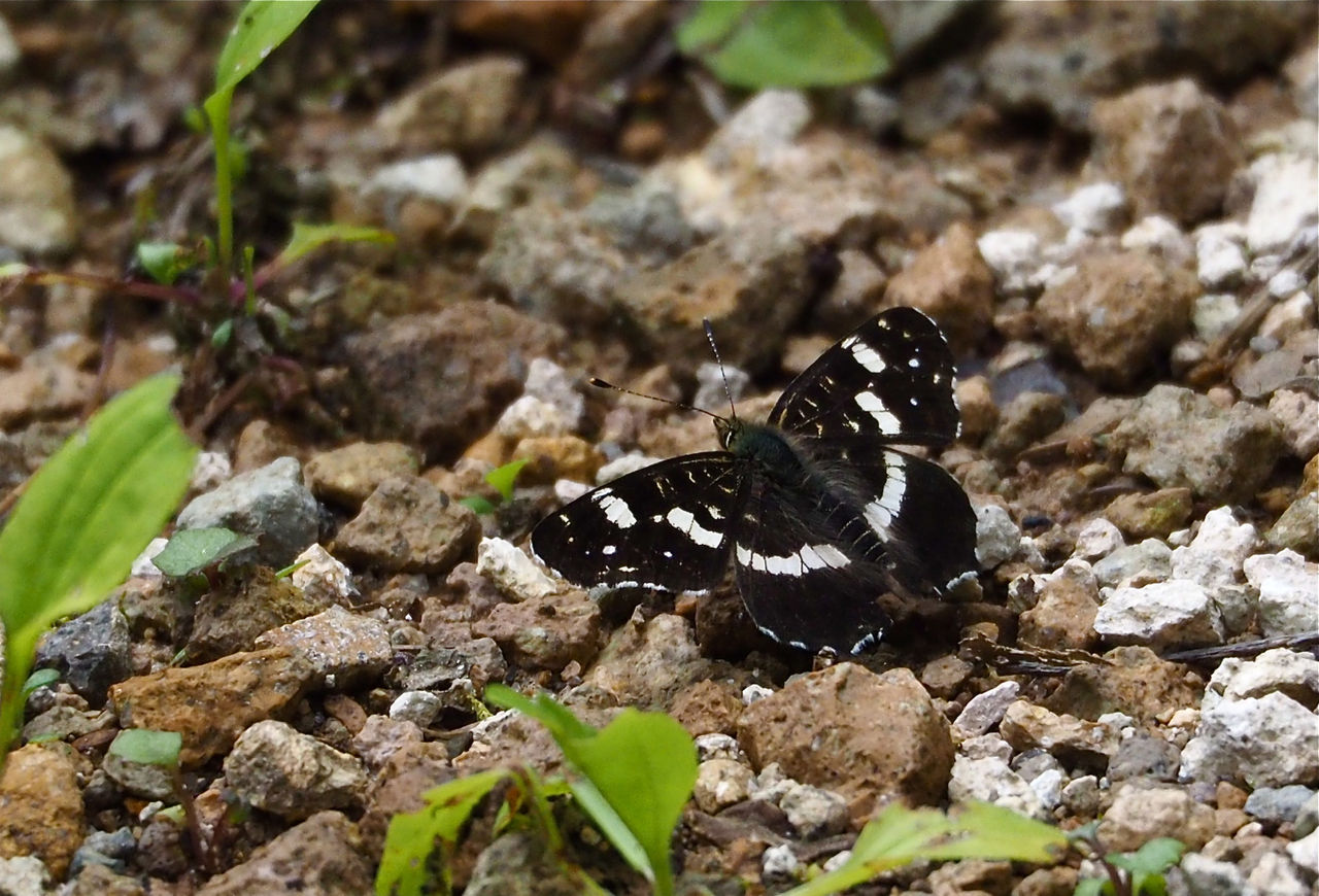 蝶 北海道で蝶(23) アカマダラ(夏型) : 今日の一枚 しばたのブログ