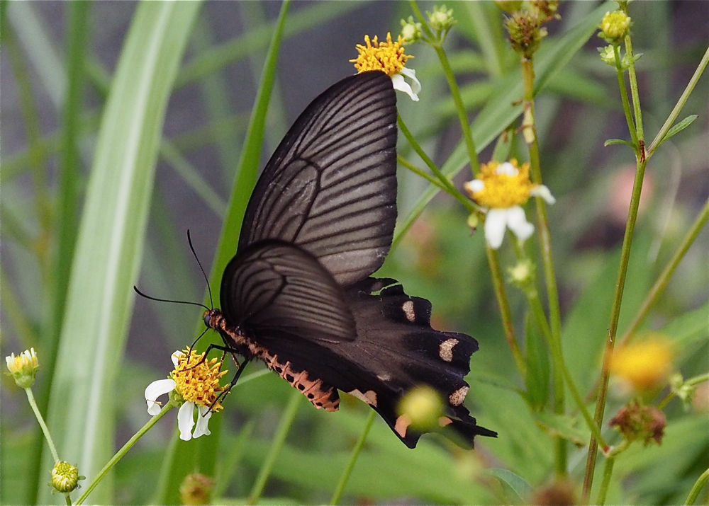 沖縄・八重山の旅 蝶篇(5) : 今日の一枚 しばたのブログ