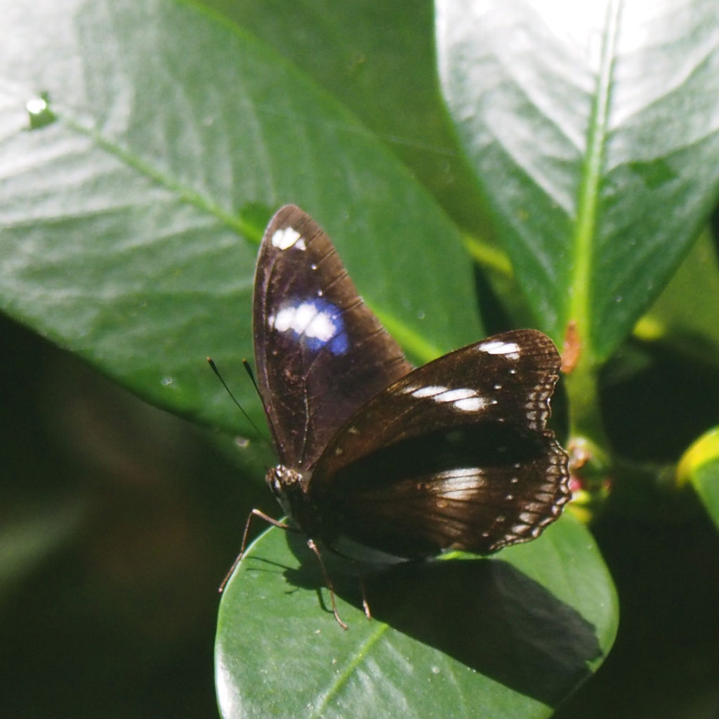 リユウキユウムラサキ14頭、外、沖縄迷蝶 img_7ac688494912e236ed92131c97