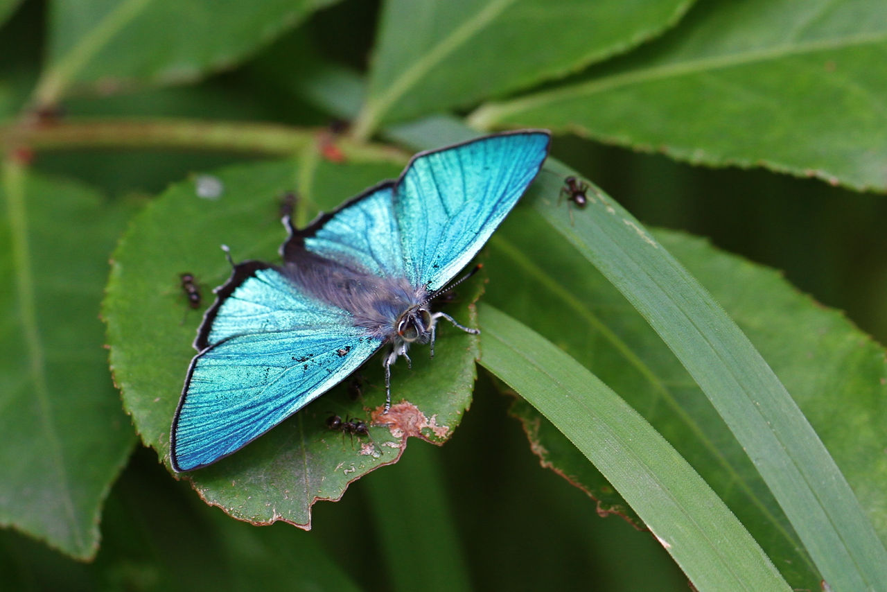 ハヤシミドリシジミ (ゼフィルス07) : 今日の一枚 しばたのブログ