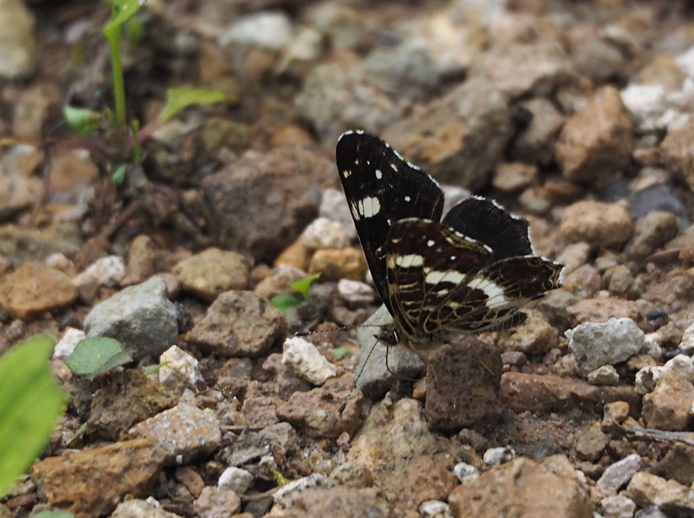 北海道で蝶(23) アカマダラ(夏型) : 今日の一枚 しばたのブログ