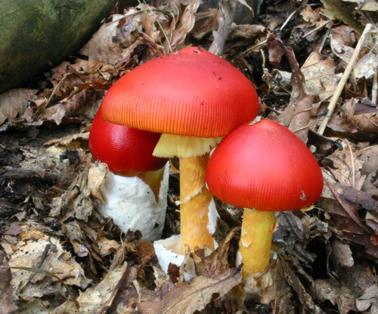 タマゴタケ 07きのこ009 今日の一枚 しばたのブログ