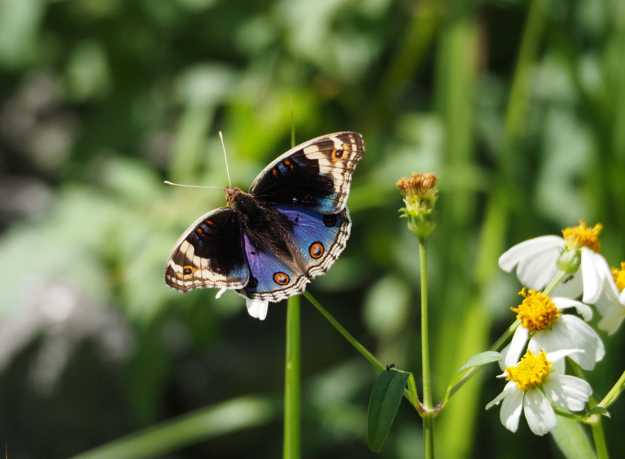 沖縄で蝶(1) 那覇の公園で アオタテハモドキとタテハモドキ : 今日の一