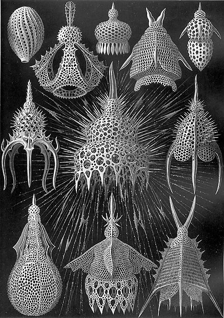 Haeckel_Cyrtoidea.jpg