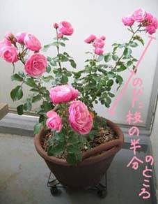 兎も角付いて行こう ハウツー植物 兎も角付いて行こう ハウツー植物