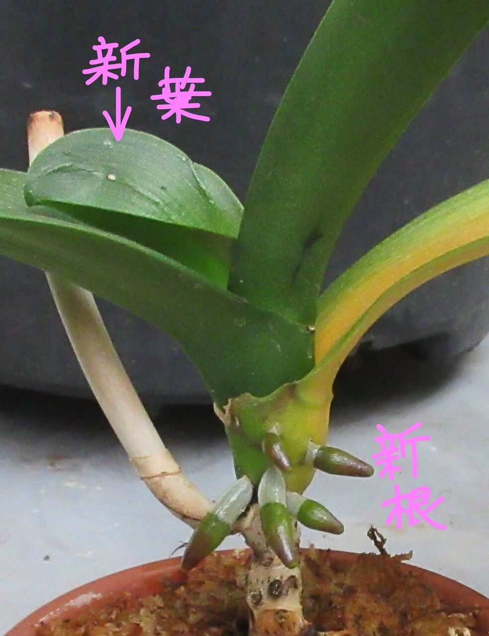 胡蝶蘭 その後 兎も角付いて行こう