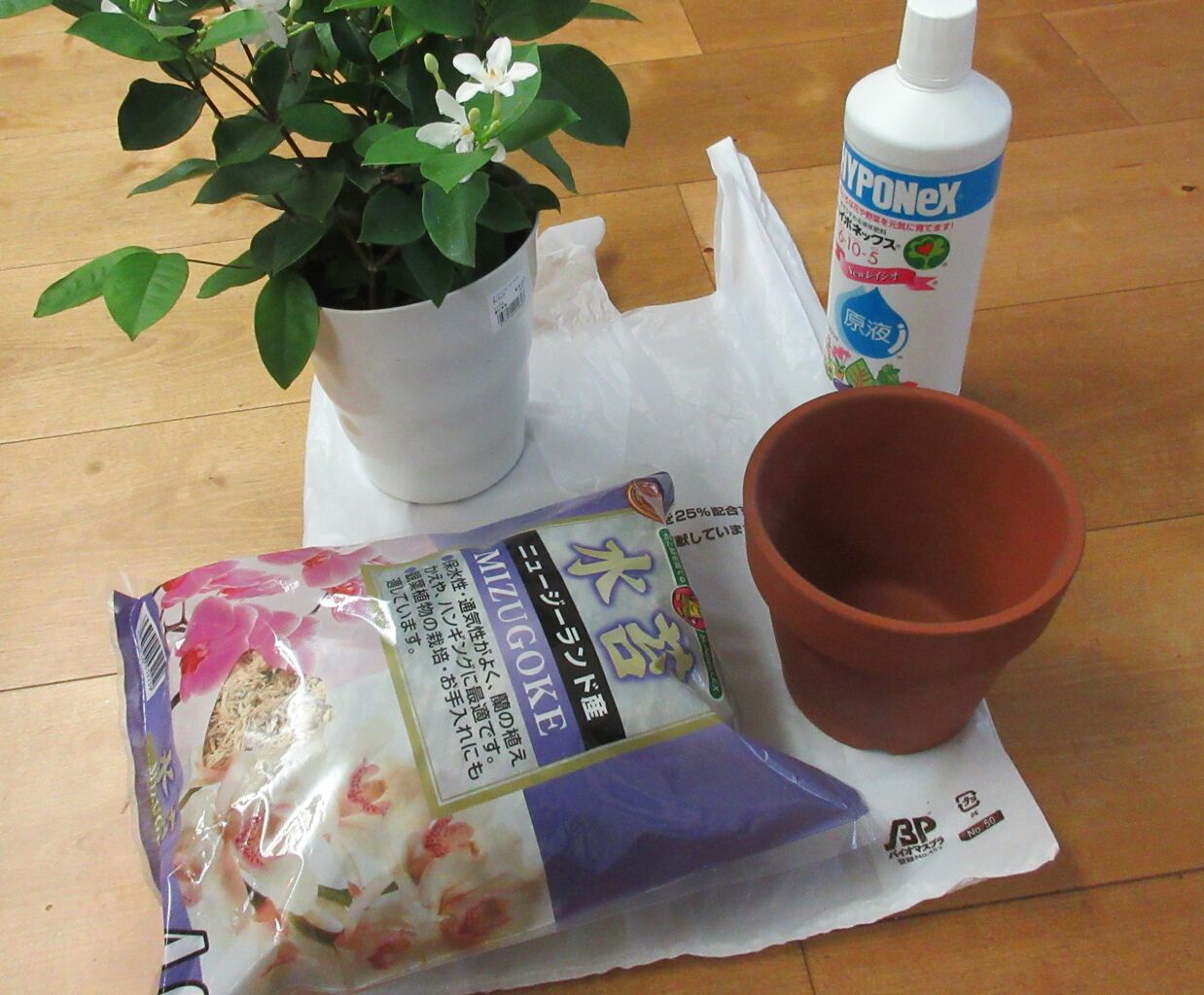 胡蝶蘭 ダメ元で 兎も角付いて行こう