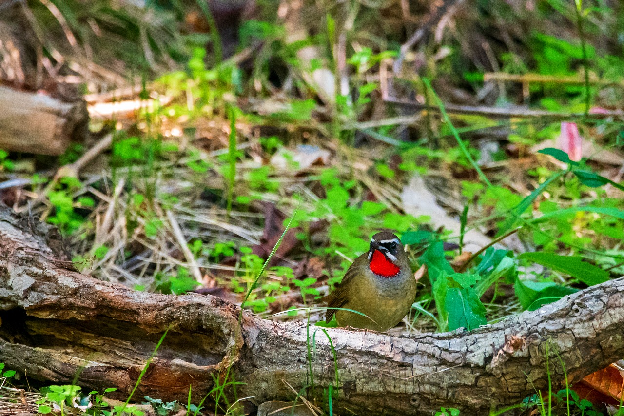 ノゴマにコマドリ 渡りの季節ですね 今も越後のかっちゃん