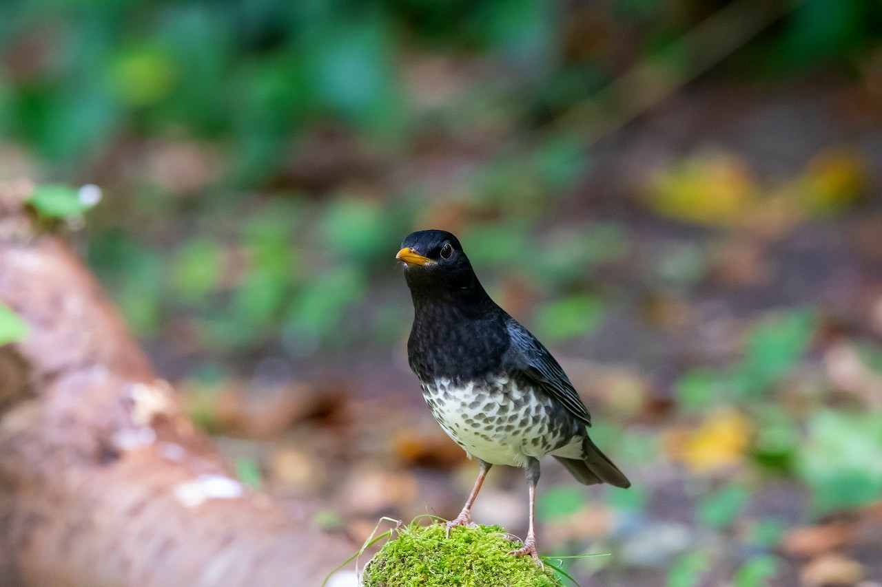 ノゴマにコマドリ 渡りの季節ですね 今も越後のかっちゃん