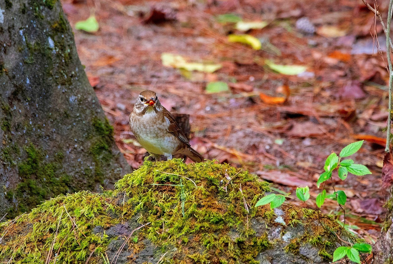 ノゴマにコマドリ 渡りの季節ですね 今も越後のかっちゃん