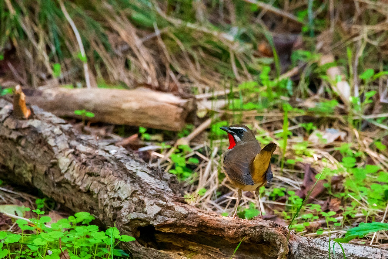 ノゴマにコマドリ 渡りの季節ですね 今も越後のかっちゃん