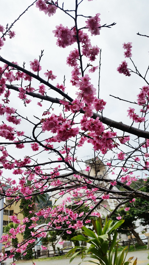 ひかん桜20170205_080521