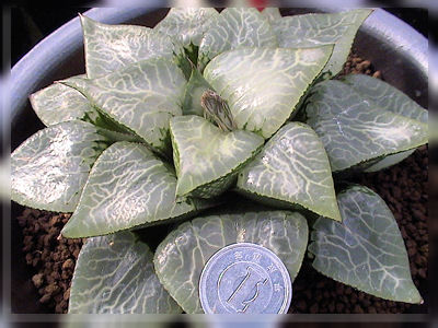 ハオルチア巨大化計画進行中！！ コンプト編 : カクタス・ニシの