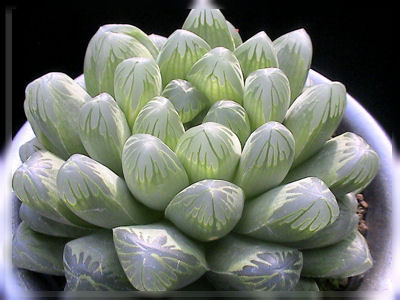 23AAA ハオルチア 多肉植物 南亜の星巨大化 自家繁殖 23AAA ハオルチア