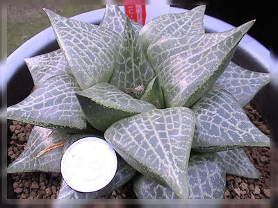 ハオルチア巨大化計画進行中！！ コンプト編 : カクタス・ニシの