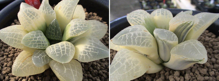 サボテン 多肉植物 2 ハオルチア つむぎのり斑？ 十二の巻 多肉植物 抜き苗 しましま インテリア サボテン ハオルチア