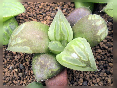 続 ハオルチア実生の楽しみ方 カクタス ニシの業務日誌vol 2