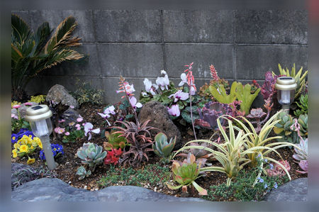多肉植物を使ったガーデニング カクタス ニシの業務日誌vol 2