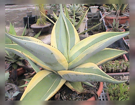 アガベのコレクター in 台湾 : カクタス・ニシの業務日誌Vol.2