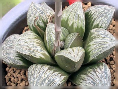 ハオルチア交配真っ最中！ 新顔の交配種系♪ : カクタス・ニシの業務