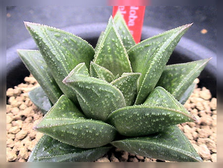 珍品な交配種 カクタス ニシの業務日誌vol 2