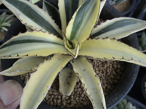 【稀少親子セット】アガベ　五色万代　変わり斑　糊斑 楽天市場】アガベ 五色万代の通販