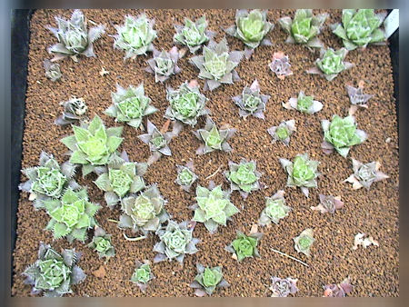 ハオルチア 氷鳳 実生苗 ハオルチア実生の楽しみ方！ : カクタス・ニシ