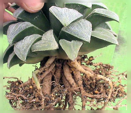 ハオルチア植替のポイント カクタス ニシの業務日誌vol 2 ハオルチア植替のポイント カクタス ニシの業務日誌vol 2