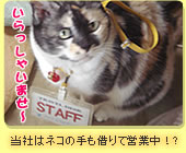 staff