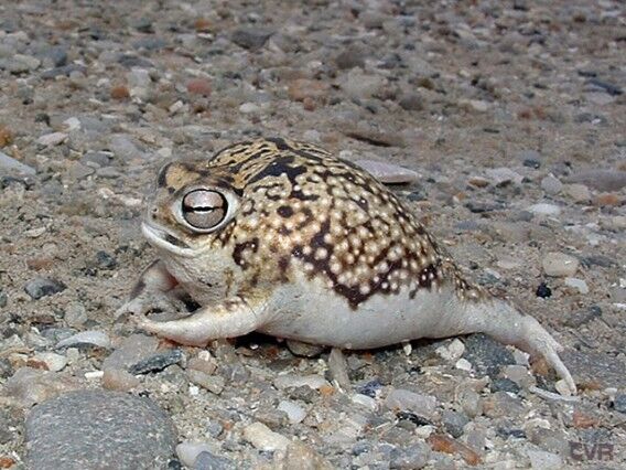 気になるメモ 気になるカエルvol 1 ナマカフクラガエル Caeru Blog カエルのおへそ
