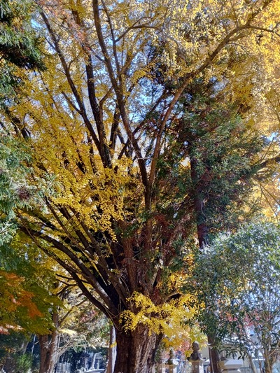 IMG_20251130_113842_HDR