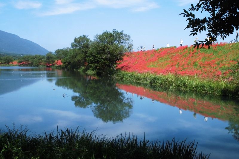 秋のぼるる開始 津屋川の彼岸花 ボルゾイな生活