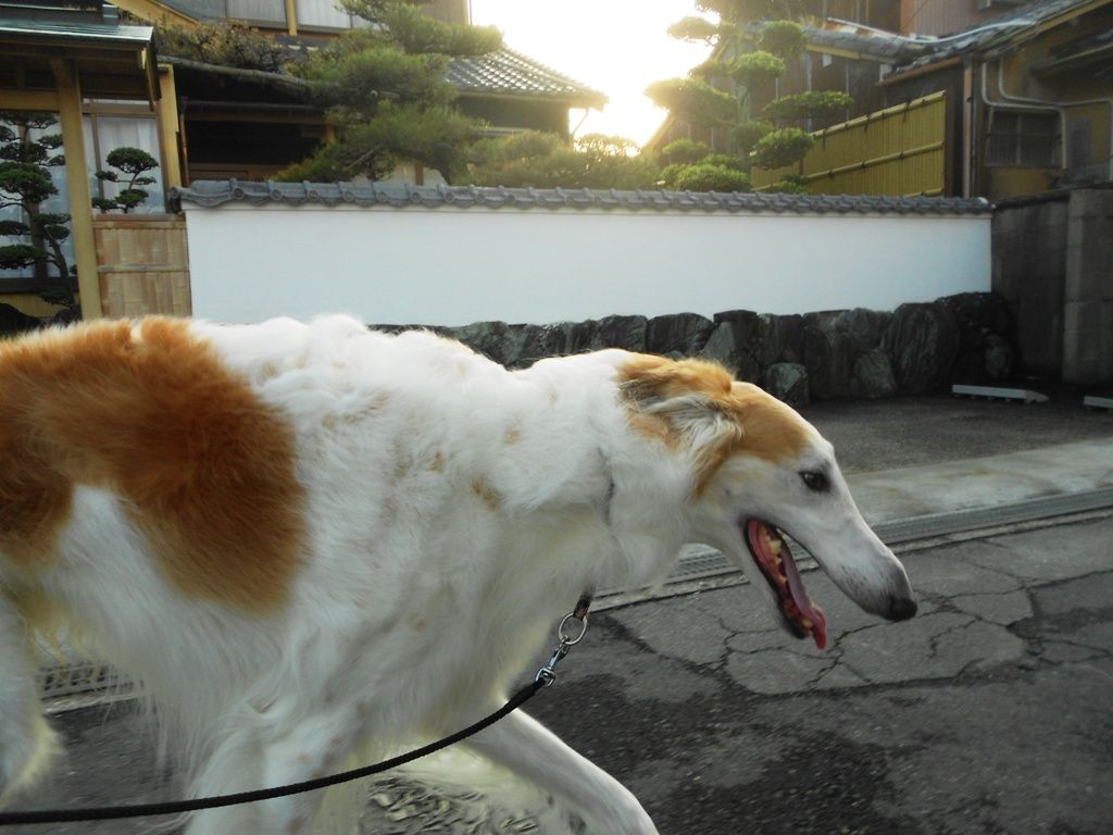 散歩フルコース 犬のふんだめ ボルゾイな生活 散歩フルコース 犬のふんだめ ボルゾイな生活