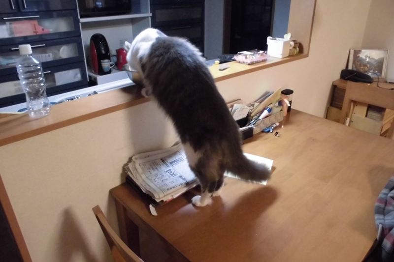 鬼の霍乱 かくらん ボルゾイな生活