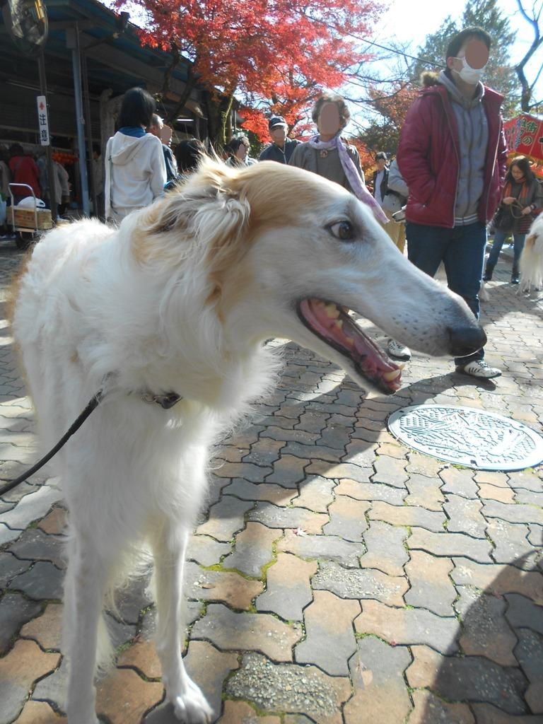 紅葉 あふぼるぼるで谷汲山華厳寺 ボルゾイな生活