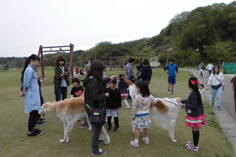 グリーンパークに大型犬集結 ボルゾイな生活